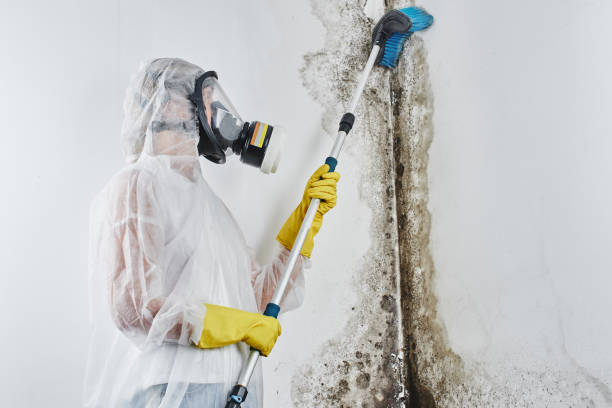 Professional Mold Remediation in Hoyt Lakes, MN