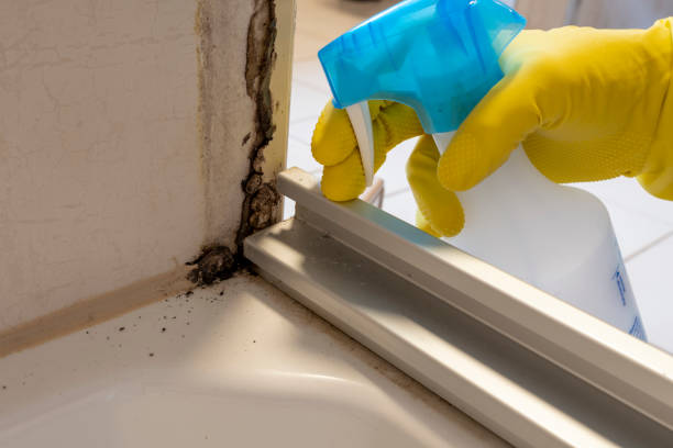 Best Post-Flood Mold Remediation in Hoyt Lakes, MN