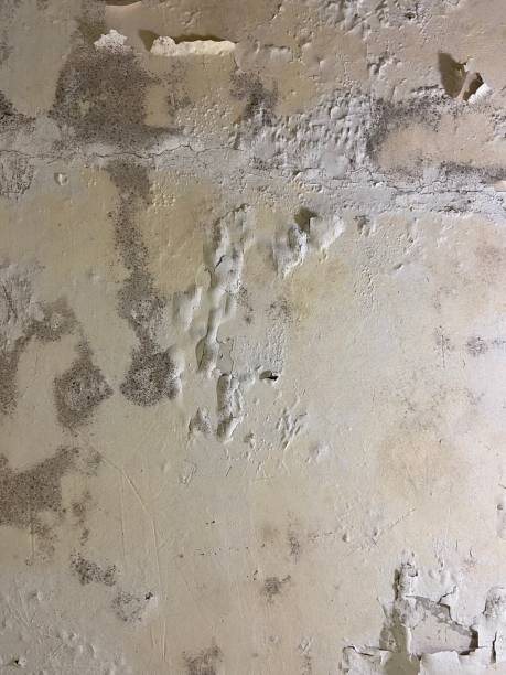Best Bathroom Mold Remediation in Hoyt Lakes, MN