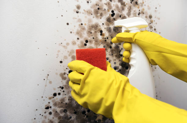 Best Basement Mold Remediation in Hoyt Lakes, MN